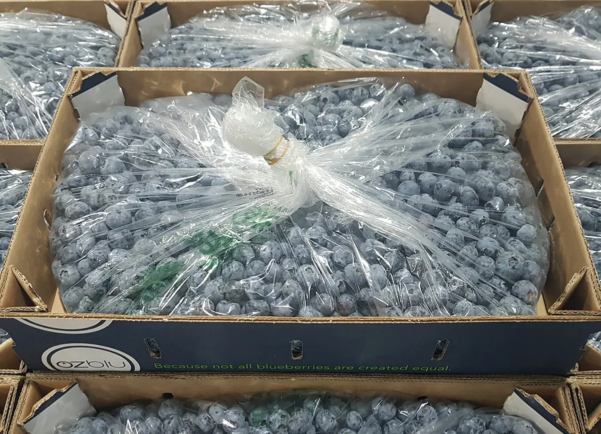 Xtend blueberry packaging