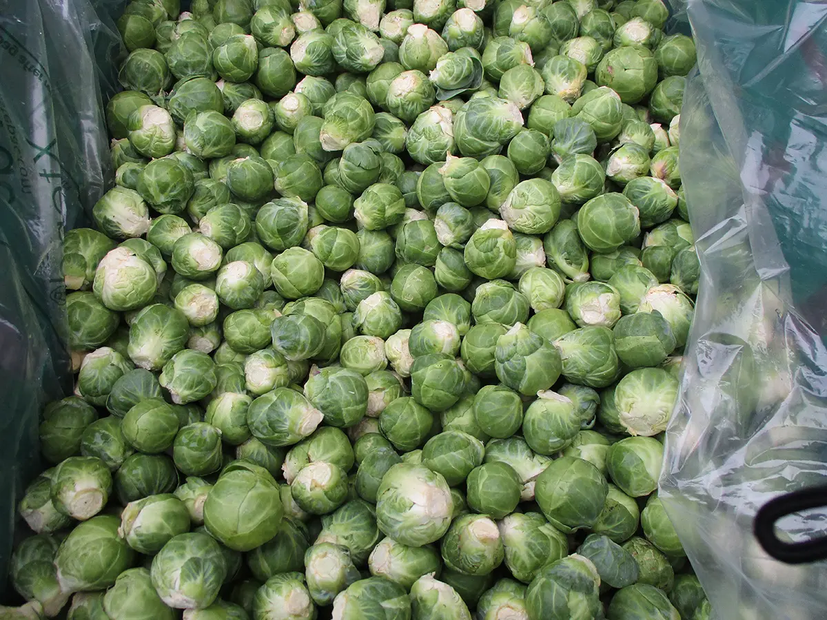 Xtend Brussels sprouts opened